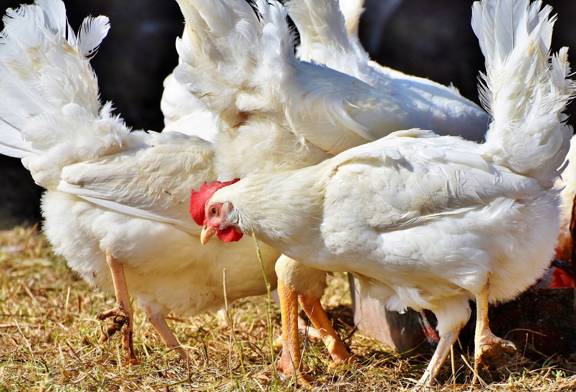 Antibiotic Resistance In Relation To E Coli Infection In Broiler Chickens Amr Insights